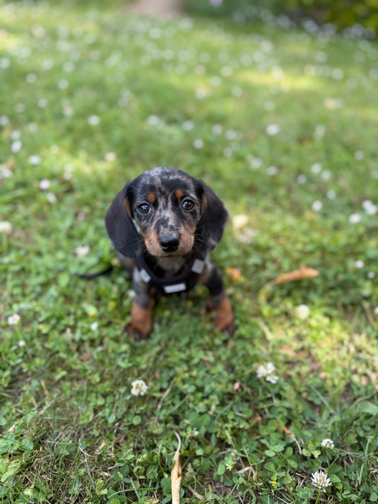 Hundetreffen-Welpentreffen-Profilbild