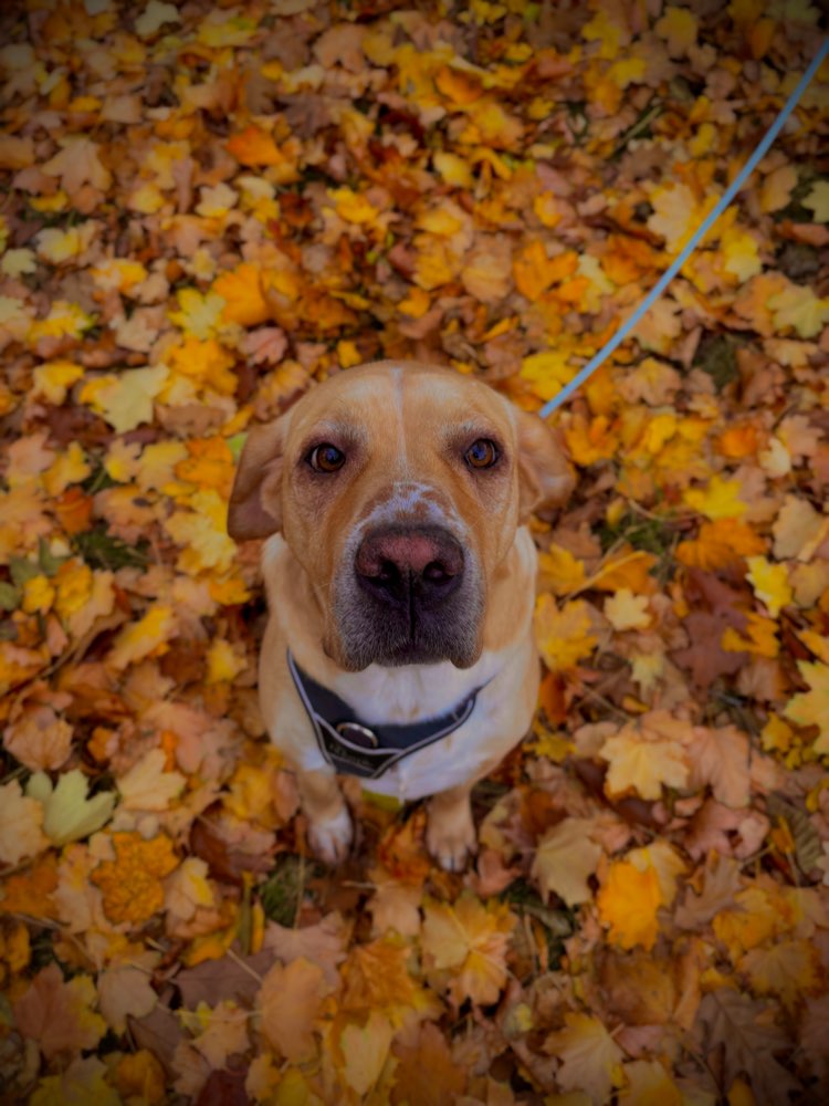 Hundetreffen-Spiel- & Gassi-Freund für Lakis gesucht 🐶-Profilbild