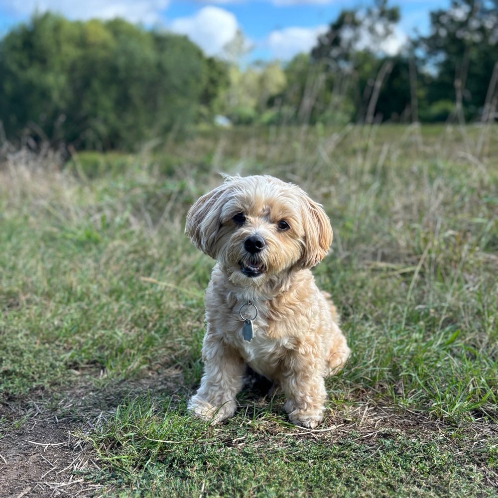 Hundetreffen-Hundefreund/in in Markkleeberg gesucht-Profilbild