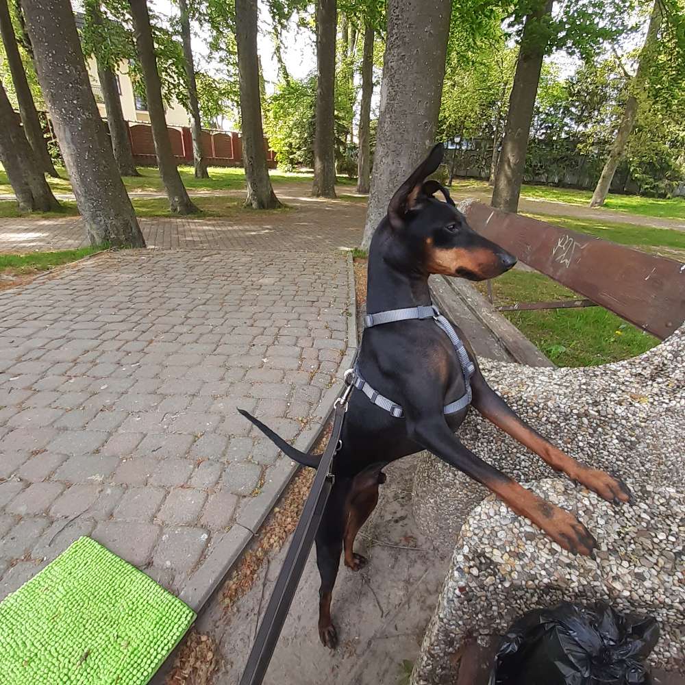 Hundetreffen-Powerrunde-Profilbild