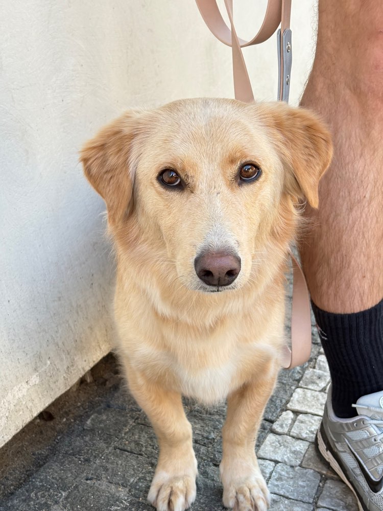 Hundetreffen-Erst Abstand, dann Freundschaft - Baxter sucht Gassifreundd-Profilbild