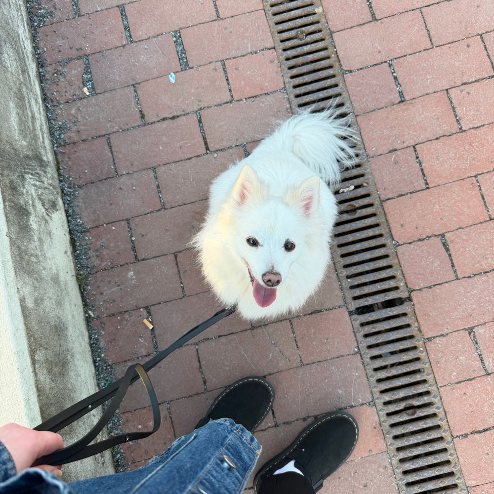 Hundetreffen-Hundefreunde, gemeinsames spielen & spazieren-Profilbild