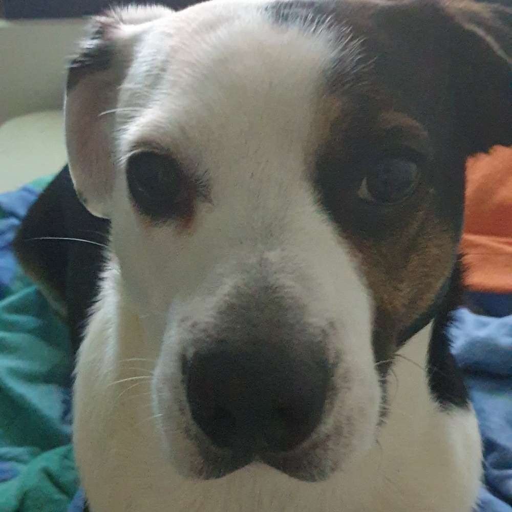 Hundetreffen-Gassi gehen-Profilbild