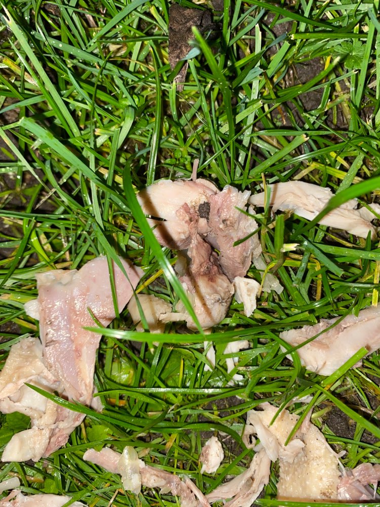 Giftköder-Giftköder-Profilbild