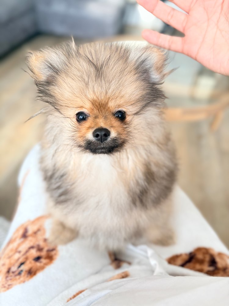 Hundetreffen-Welpentreffen-Profilbild
