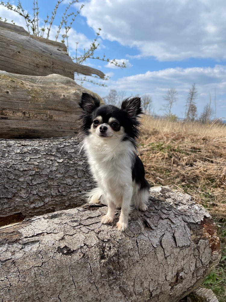 Hundetreffen-Liesbeth sucht Artgenossen auf Augenhöhe-Profilbild