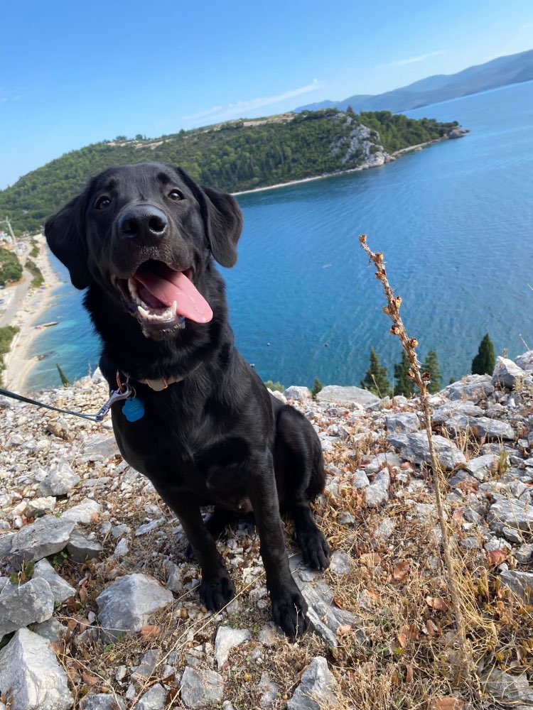 Hundetreffen-Spieltreffen oder Gassirunde-Profilbild