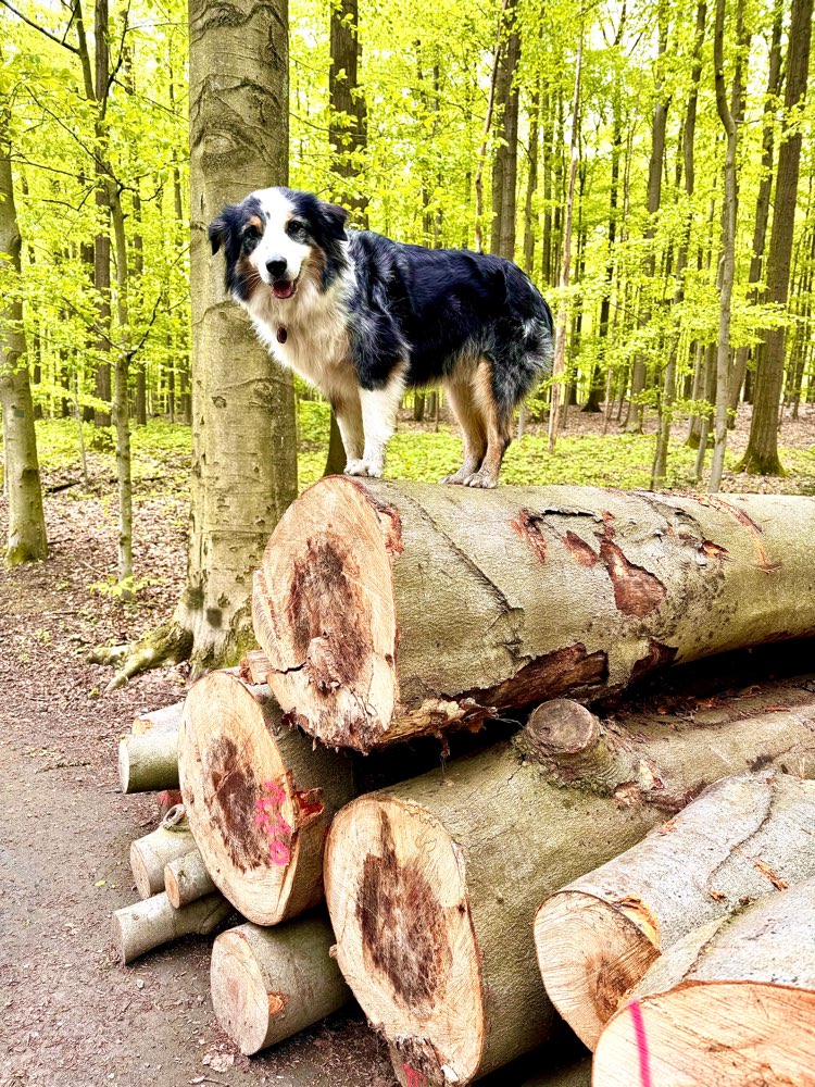 Hundetreffen-Socialwalk oder Freilauf Spaziergang-Profilbild