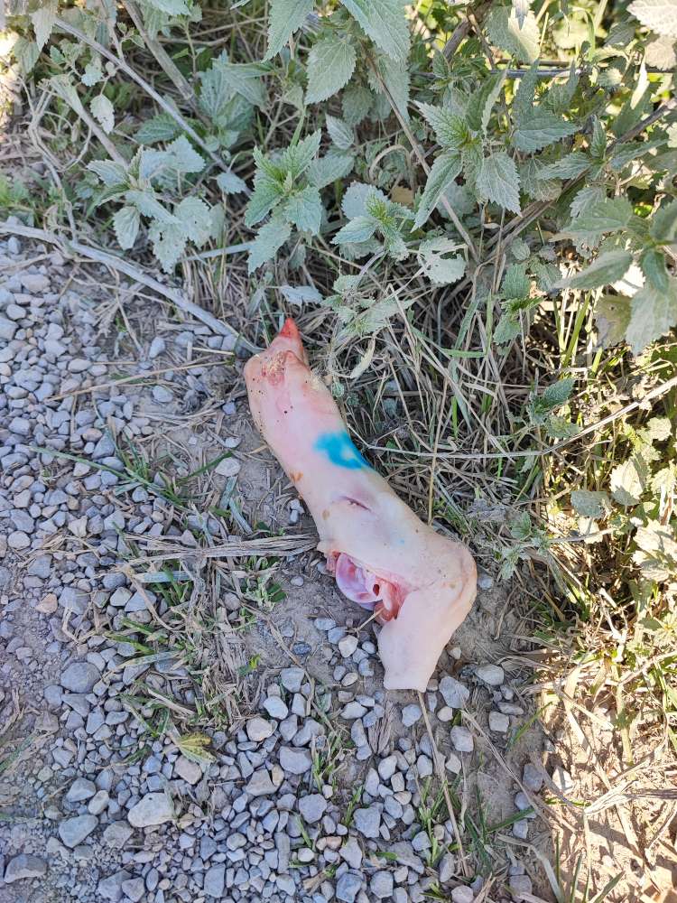 Giftköder-Schweinefüße im Gebüsch-Profilbild