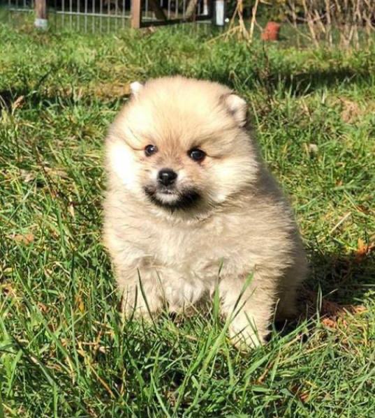 Hundetreffen-Welpentreffen in Giesing-Profilbild