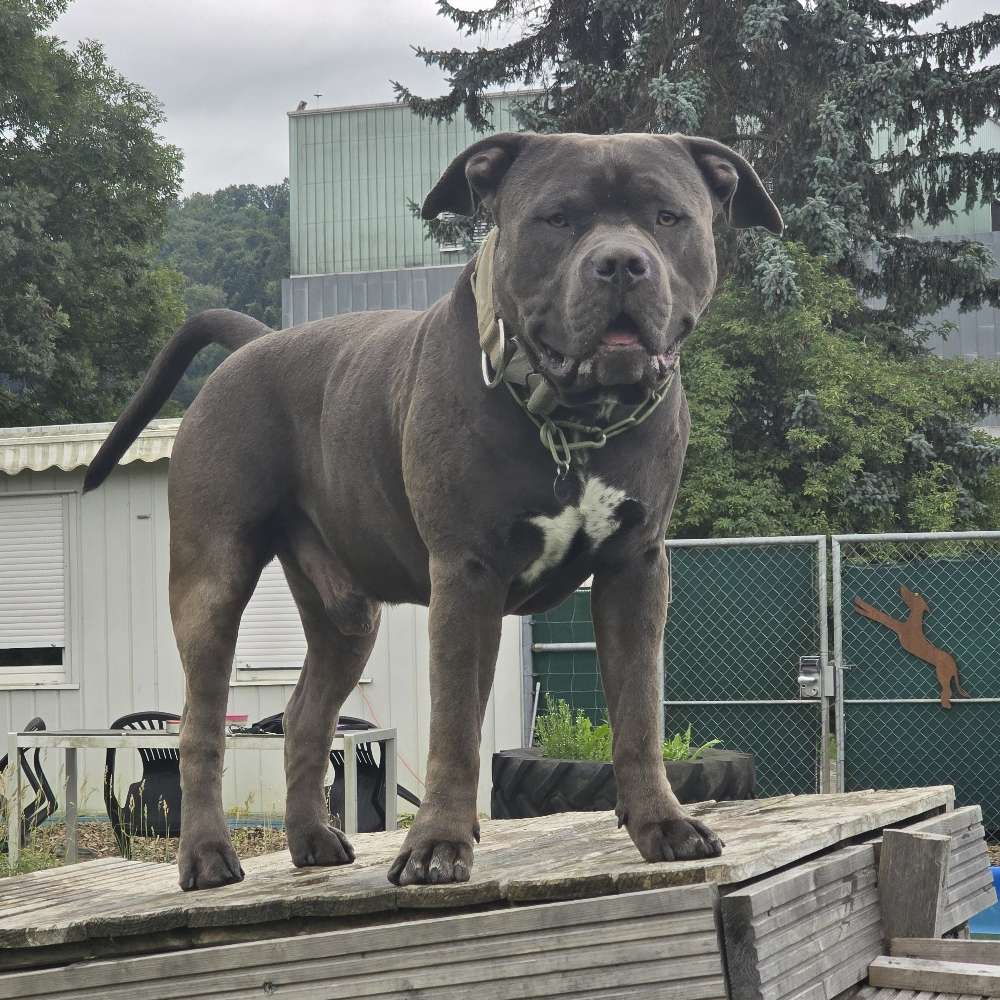 Hundetreffen-gemeinsame Spaziergänge-Profilbild