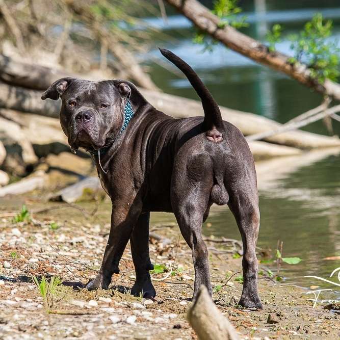 Hundetreffen-gemeinsame Spaziergänge-Profilbild