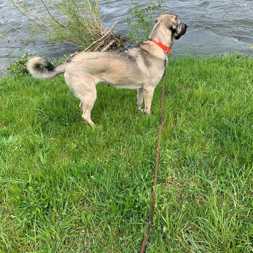 Hundetreffen-Spiel-/ und Gassirunde 🐾-Profilbild