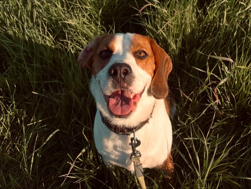Hundetreffen-Gassi-/Trainings-/Spielpartner gesucht :)-Profilbild