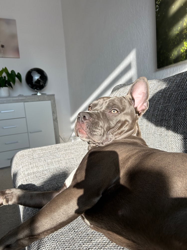 Hundetreffen-Spielen und Toben-Profilbild