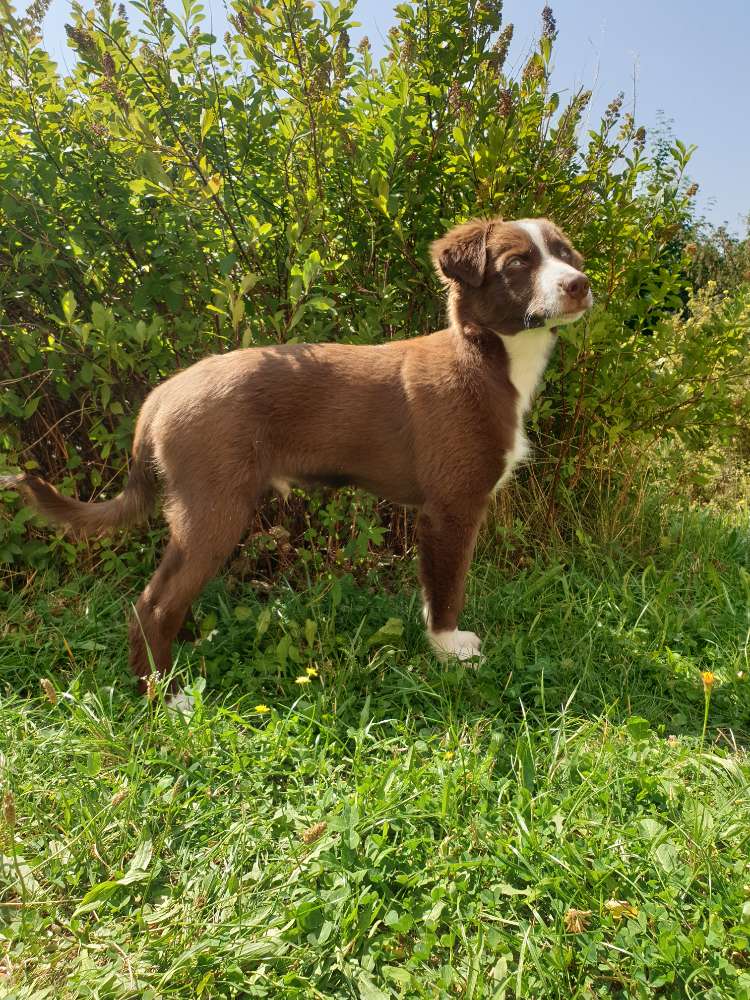 Hundetreffen-Sozialkontakt für Welpen gesucht-Profilbild