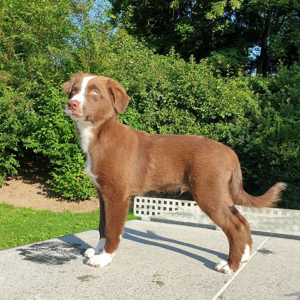 Hundetreffen-Sozialisierungspartner für Welpen gesucht-Profilbild