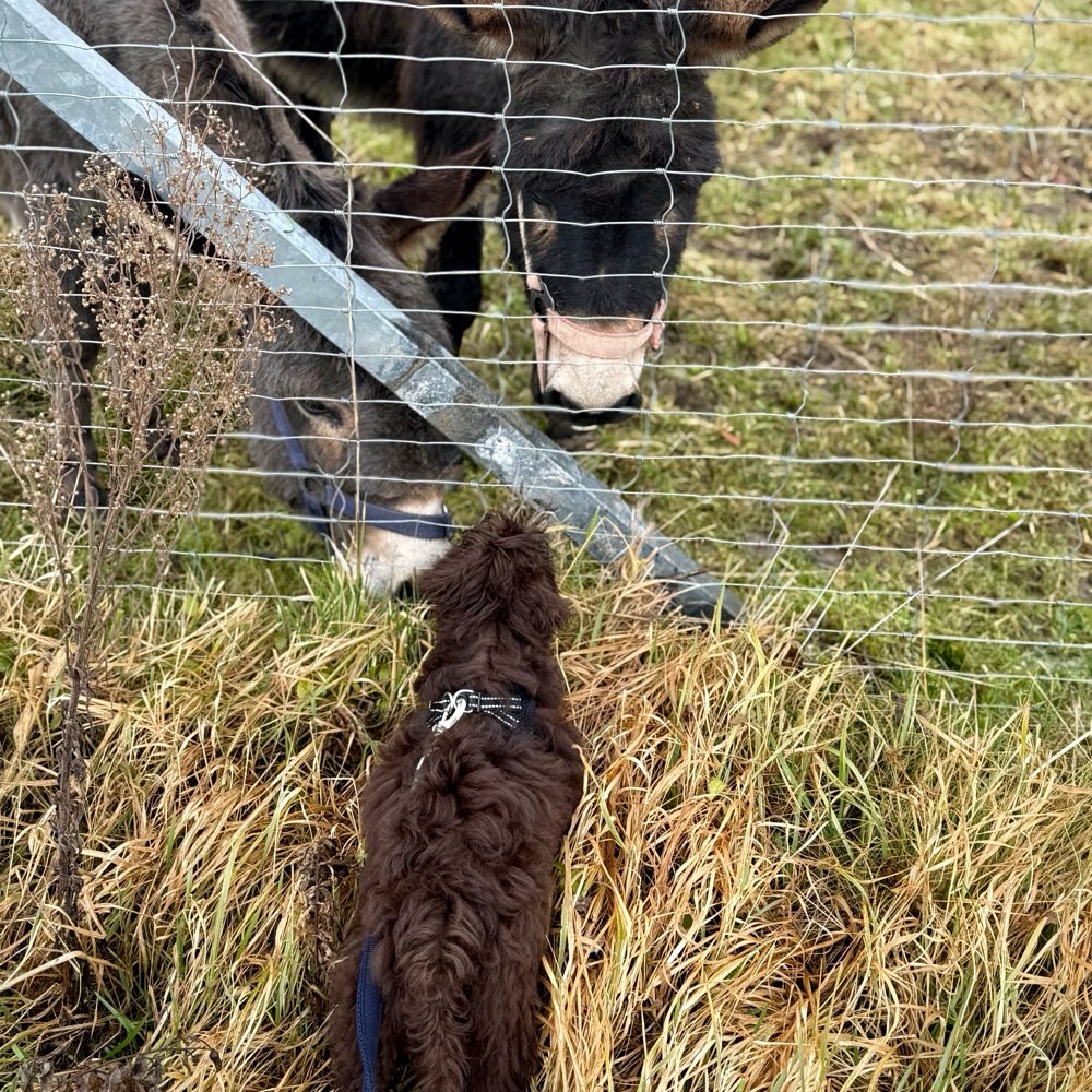 Hundetreffen-Gassirunde & Training-Profilbild