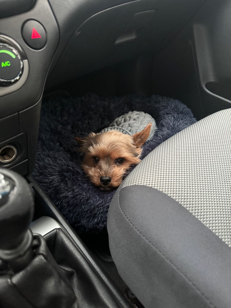 Hundetreffen-Hunde Spieltreffen mit Toffee-Profilbild