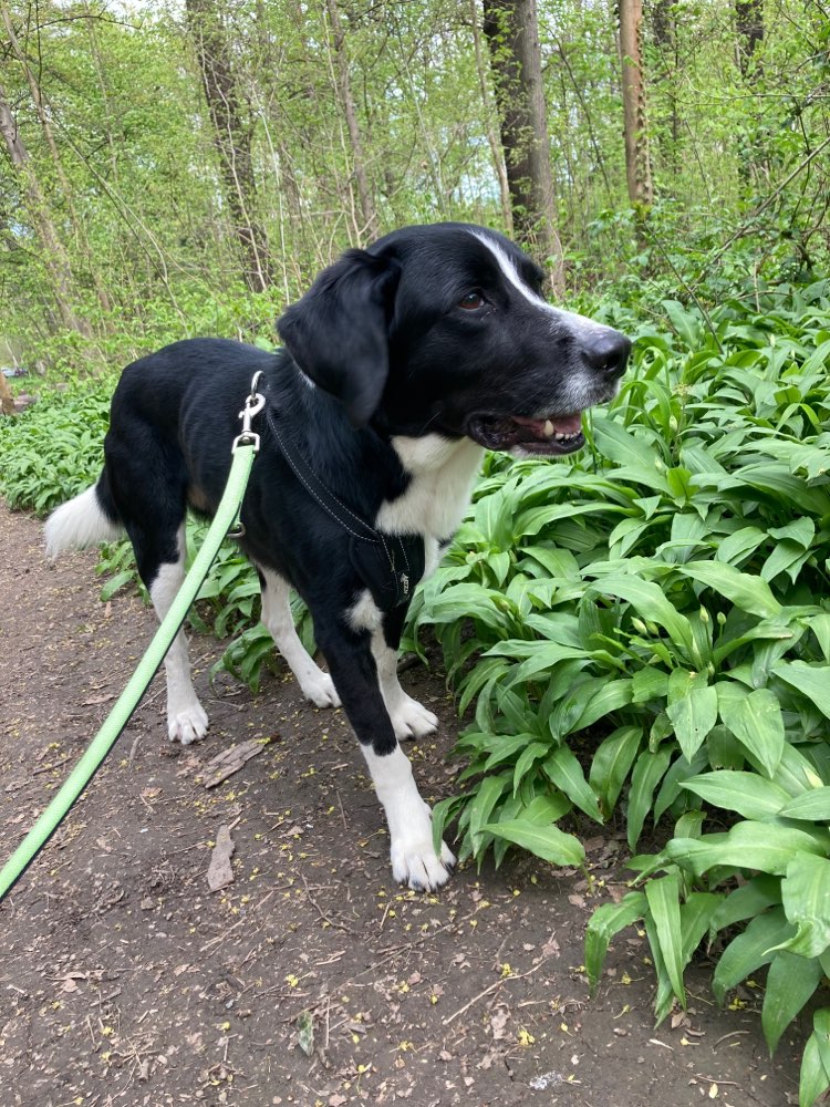 Hundetreffen-Stundenweise Betreuung gesucht-Profilbild