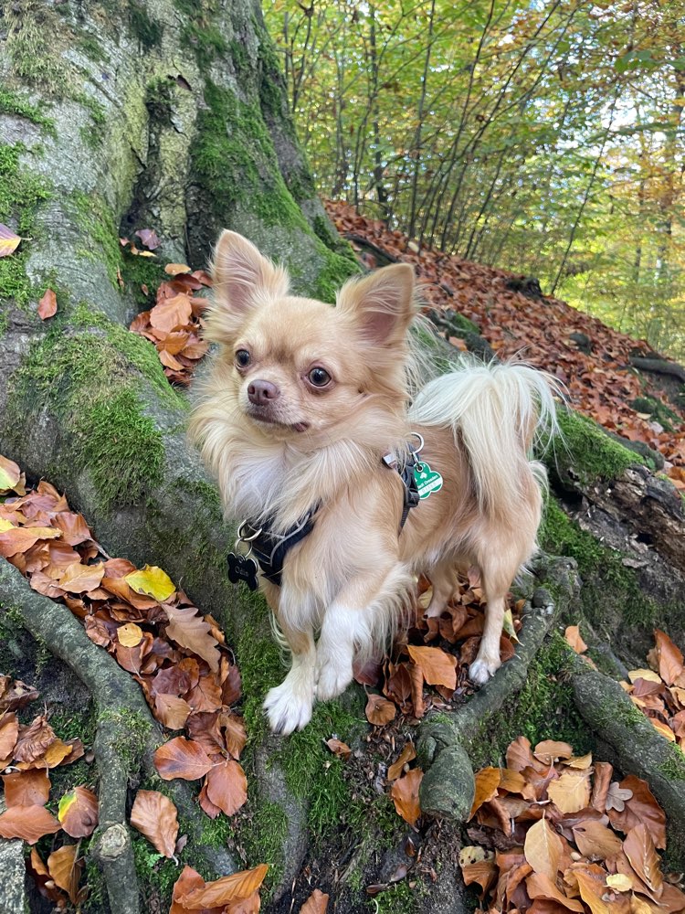 Hundetreffen-Social Walk 🐕-Profilbild