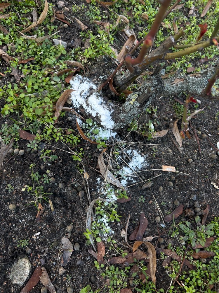 Giftköder-Weißes Pulver-Profilbild