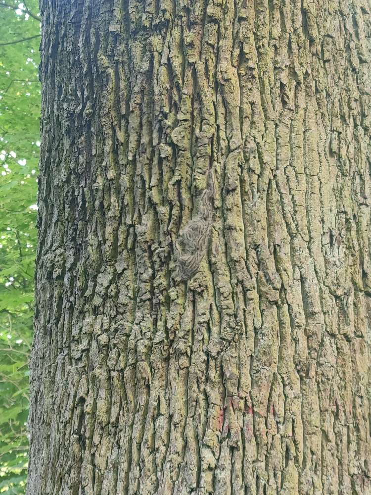 Giftköder-Eichenprozessionsspinner-Profilbild