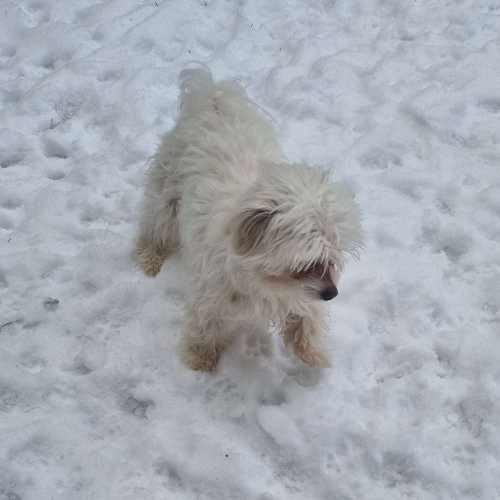 Hundetreffen-Treffen für kleine Hunde in der Nähe von Buchloe-Profilbild