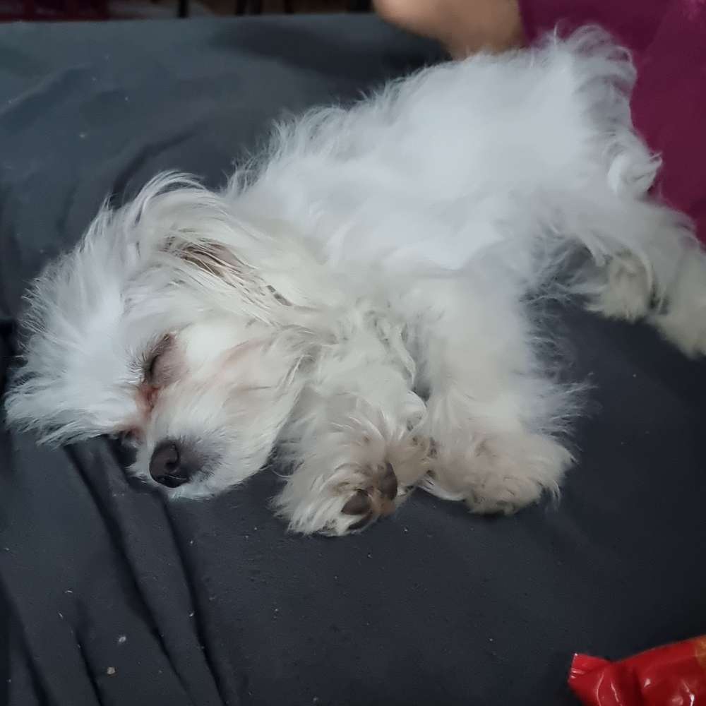 Hundetreffen-Welpentreff für kleine Hunde-Profilbild