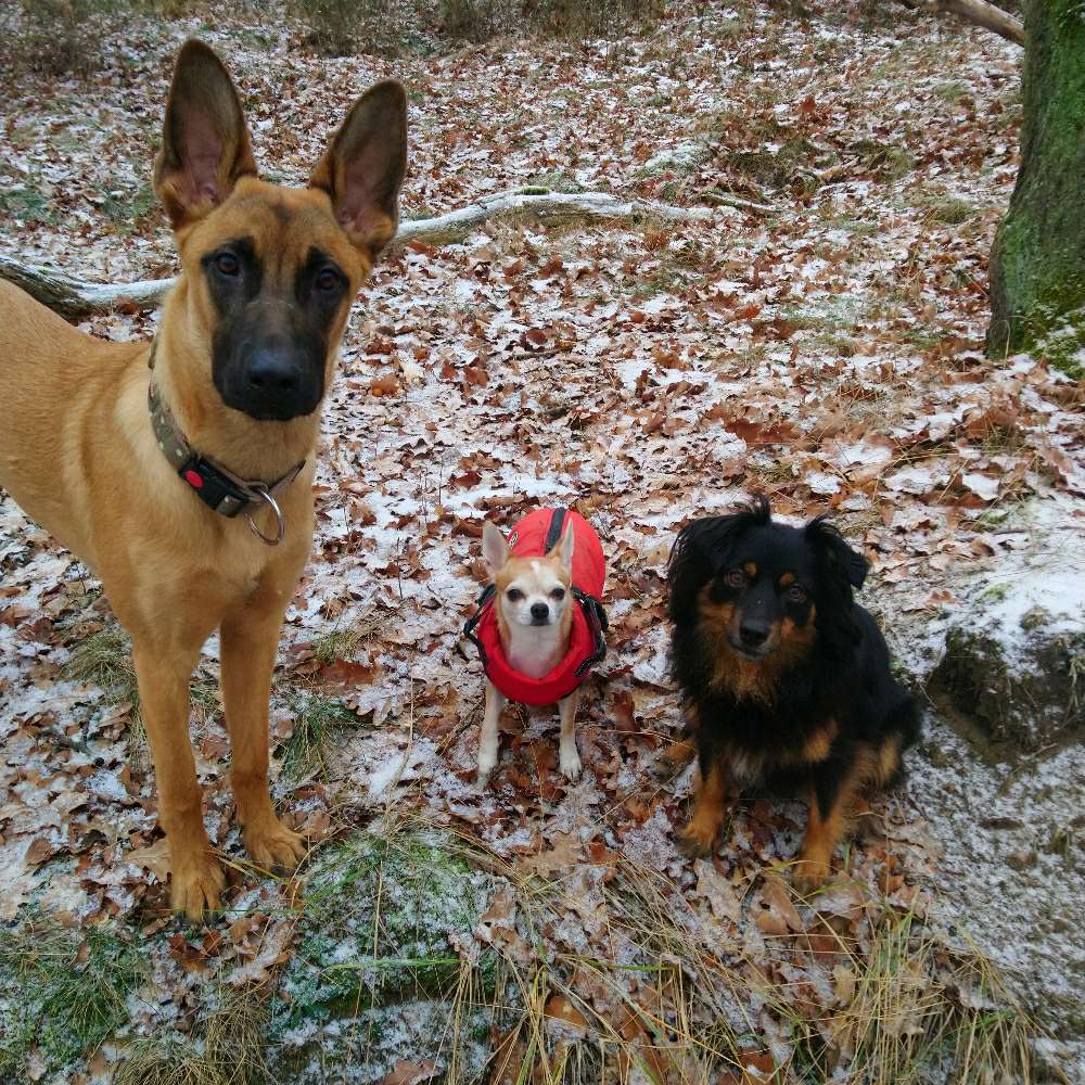 Hundetreffen-Junghund treffen-Profilbild