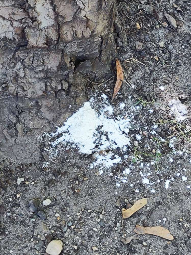 Giftköder-Weißes Pulver-Profilbild