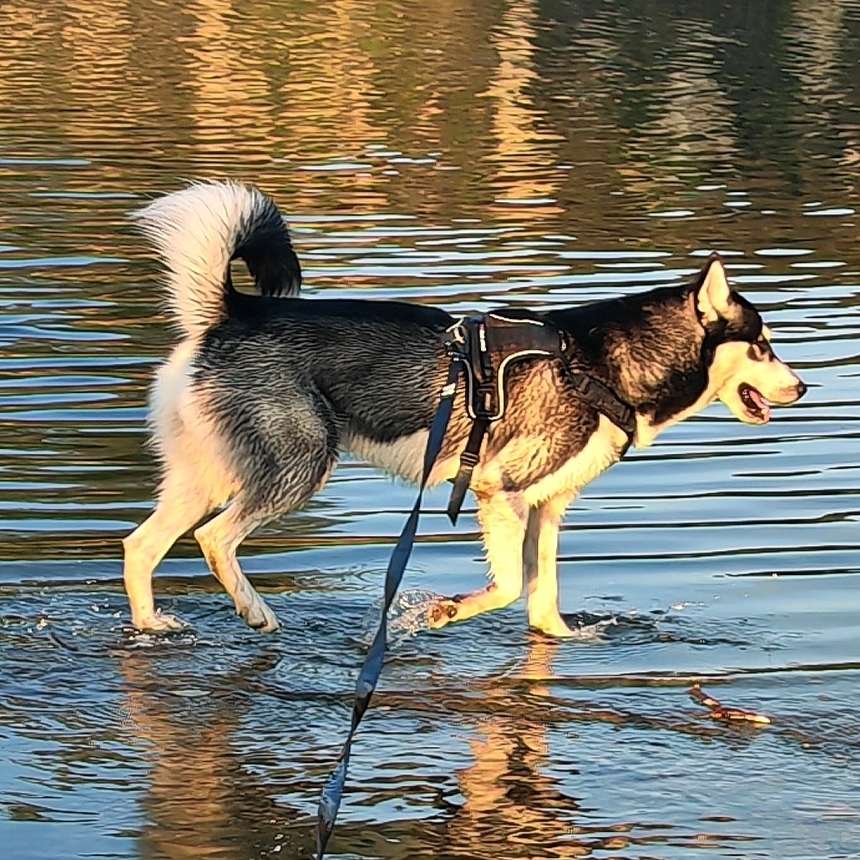 Hundetreffen-Gassi-und Spieltreffen-Profilbild