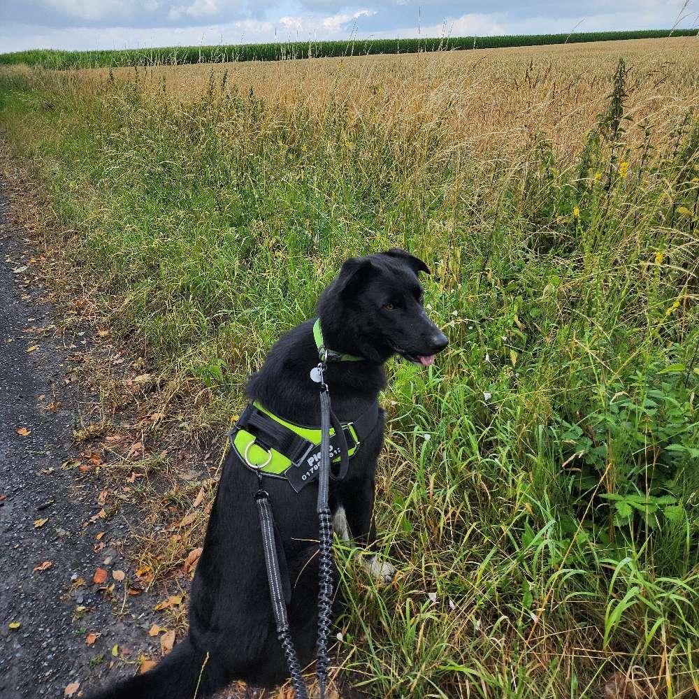 Hundetreffen-Suchen Spielpartner-Profilbild