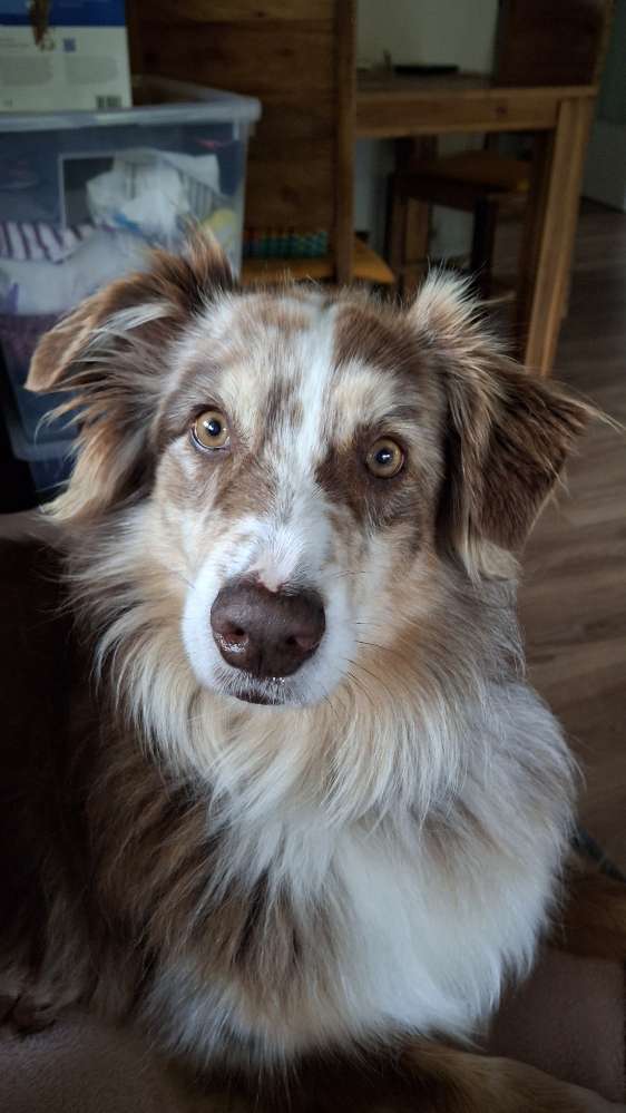 Hundetreffen-Hundespaziergang-Profilbild