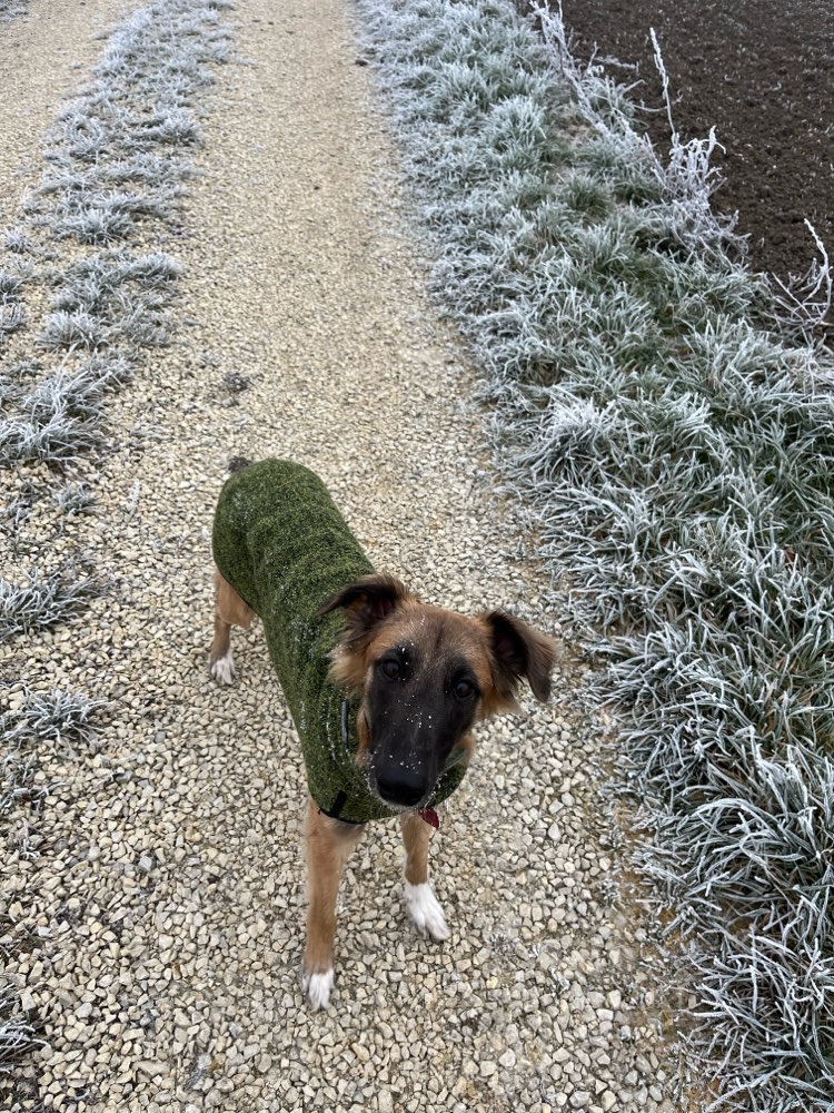 Hundetreffen-Gemeinsame Spaziergänge-Profilbild