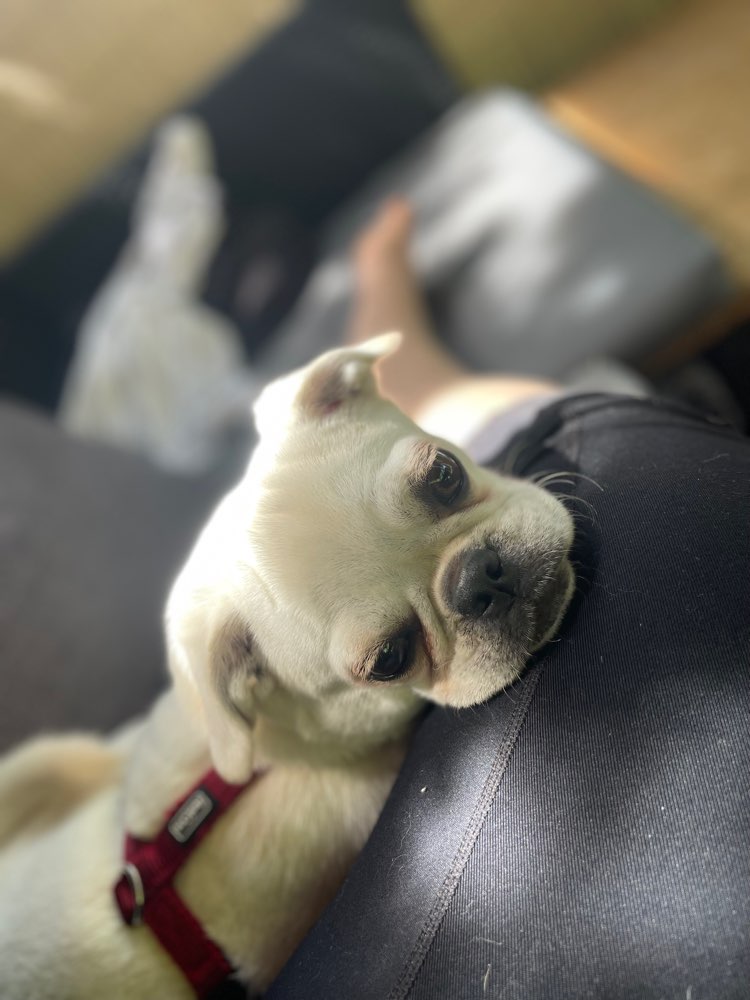 Hundetreffen-Gassirunde und Spielrunde in Hellersdorf-Profilbild