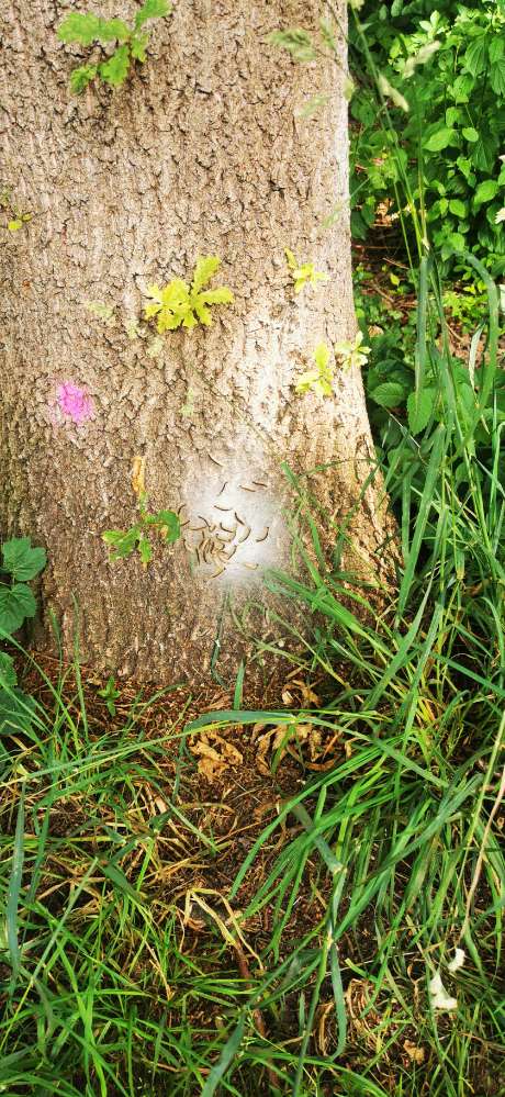 Giftköder-Eichenprozessionsspinner-Profilbild