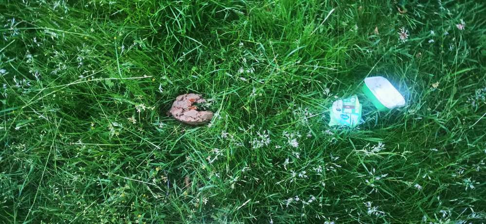 Giftköder-Eventuell Gift-Profilbild