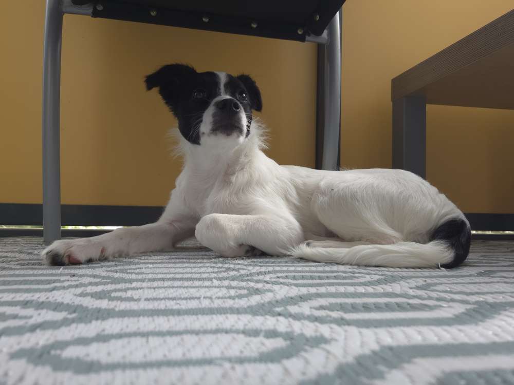 Hundetreffen-Gemeinsame Gassirunden-Profilbild