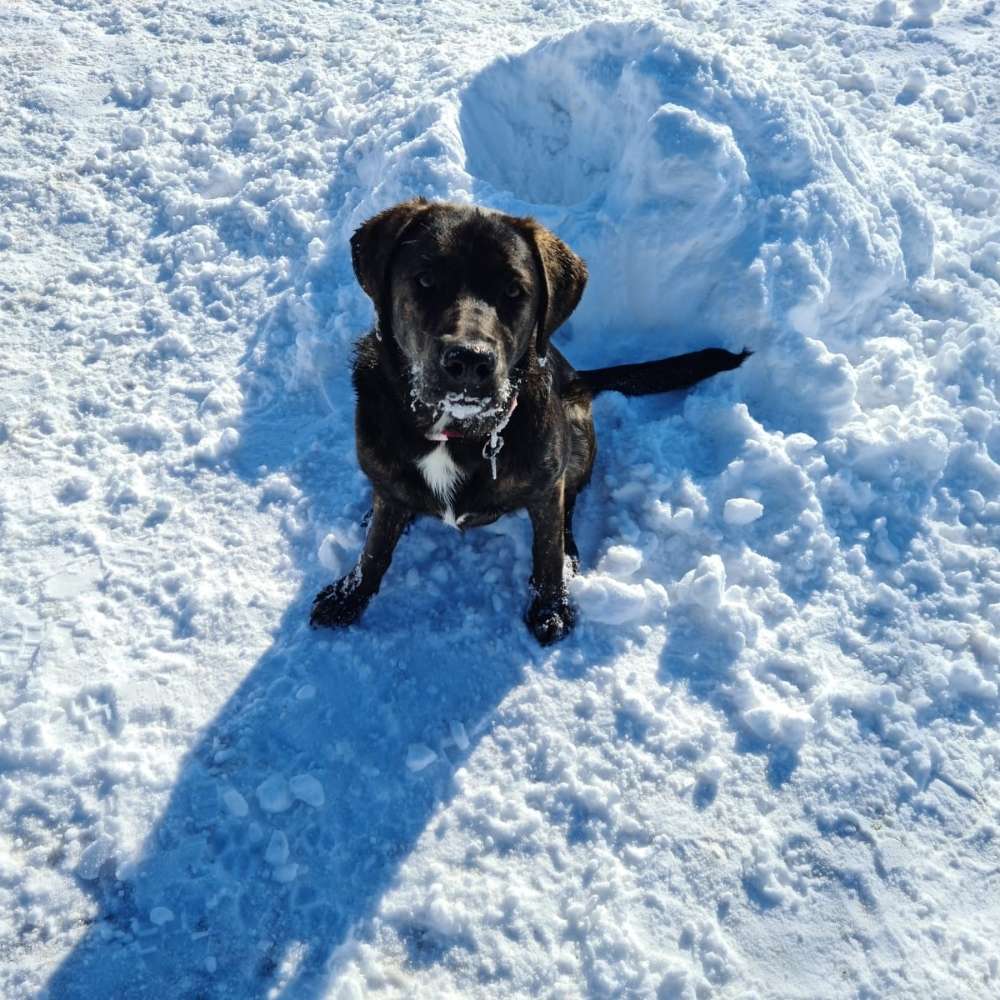 Hundetreffen-Spielgefährten zum Toben werden gesucht☺-Profilbild