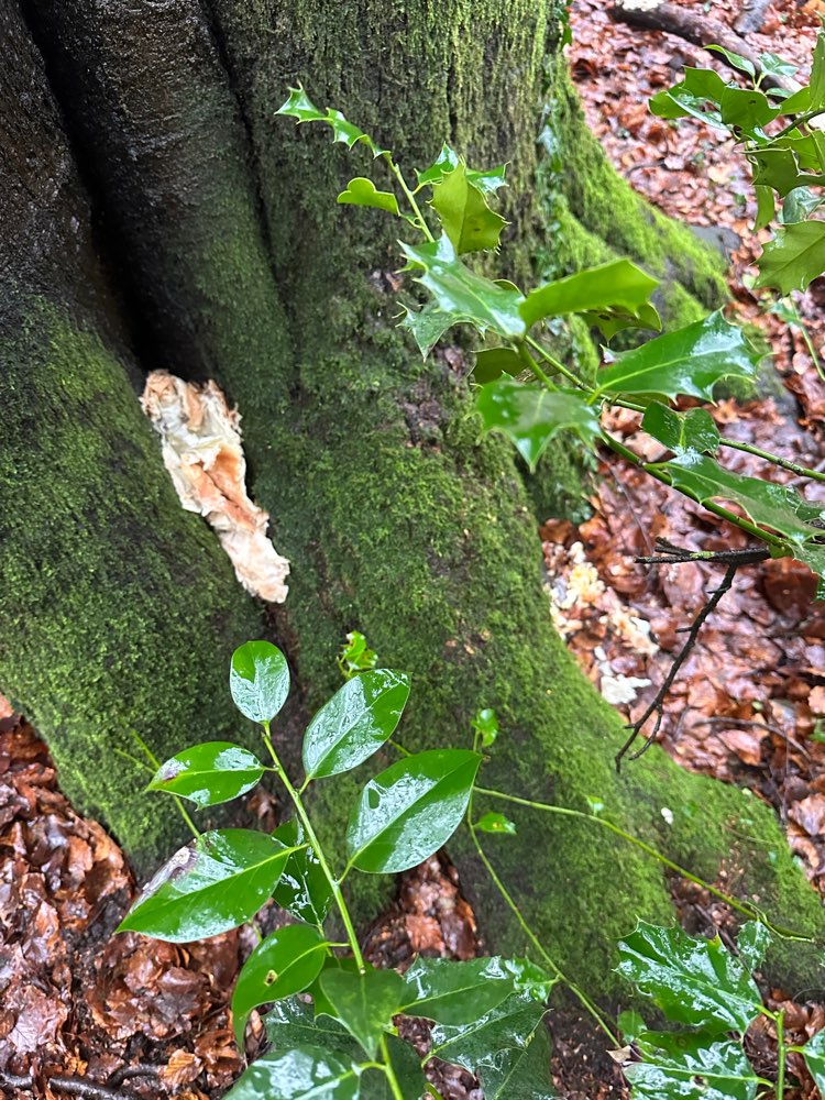 Giftköder-Giftköder ?-Profilbild