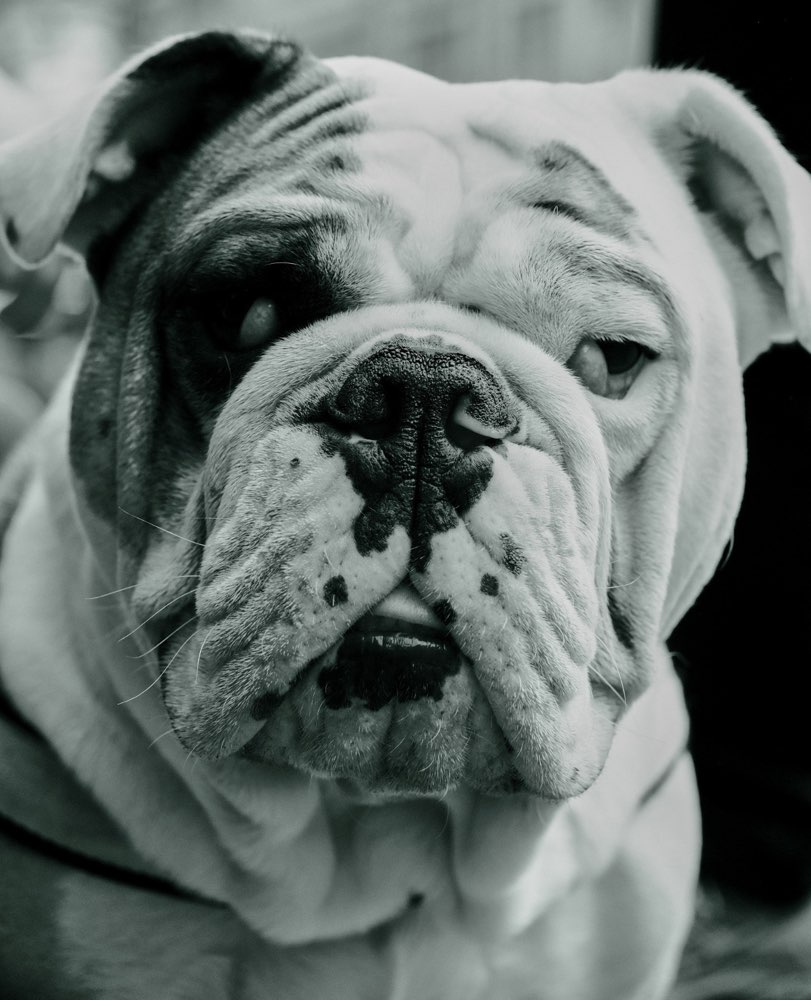 Hundetreffen-Playdate-Profilbild