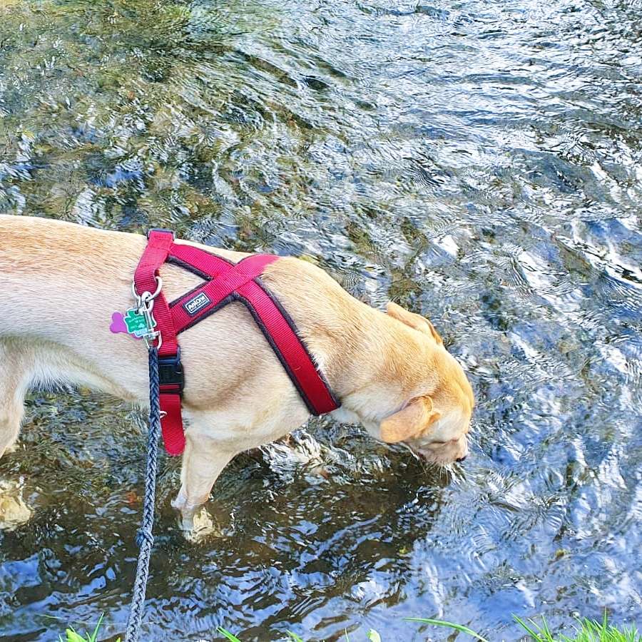 Hundetreffen-Arya sucht einen Spielkameraden 🐕-Profilbild