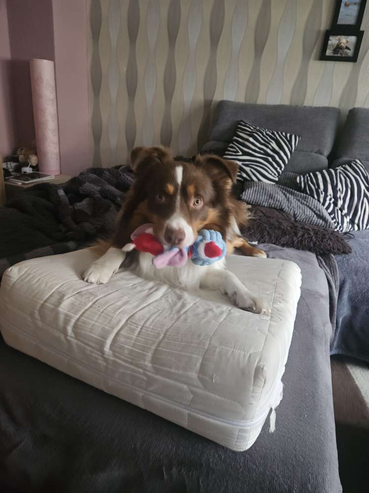 Hundetreffen-Hunde kuppels gesucht-Profilbild