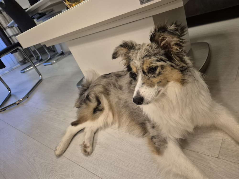 Hundetreffen-Hundefreunde❤️-Profilbild