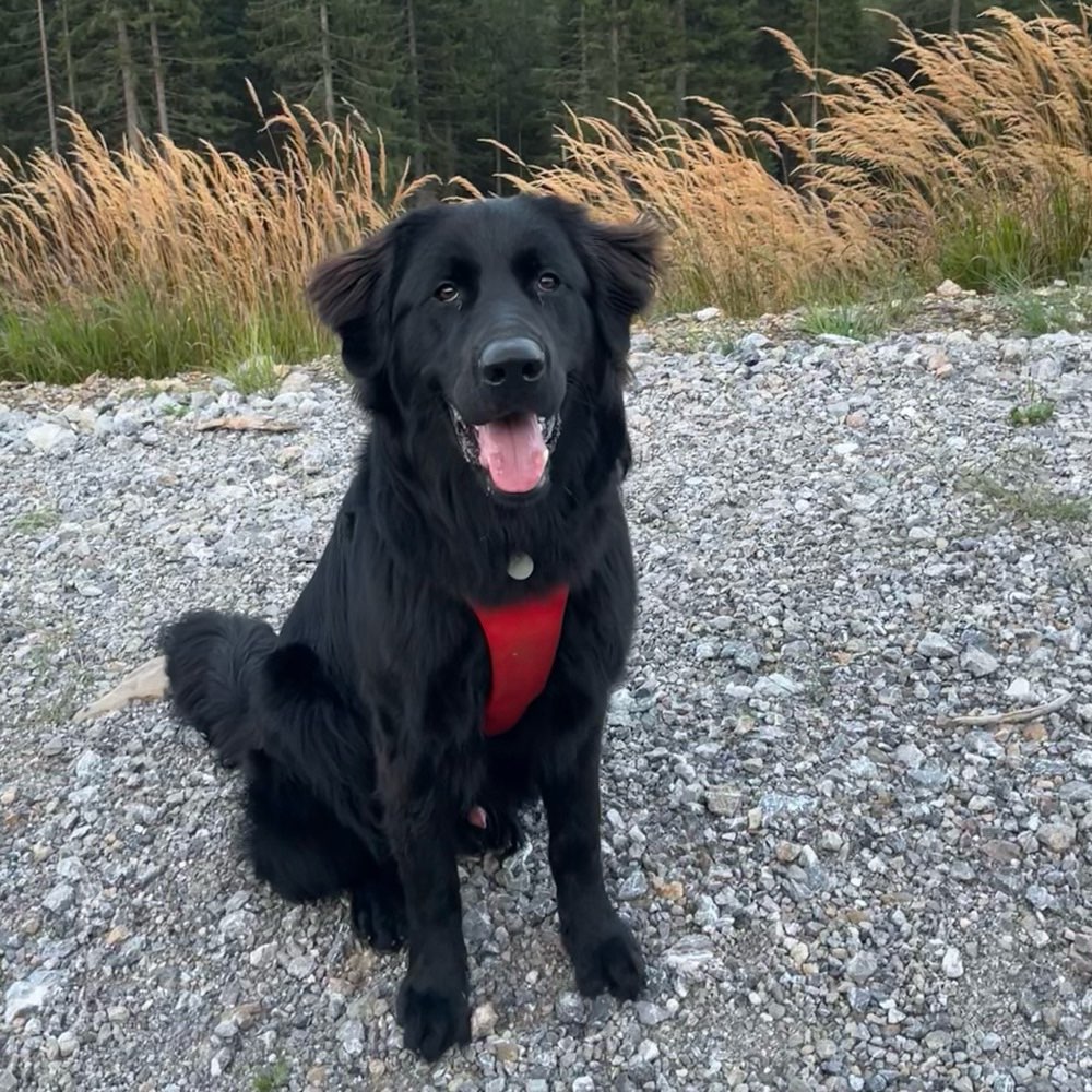 Hundetreffen-Junghunde zum spielen-Profilbild