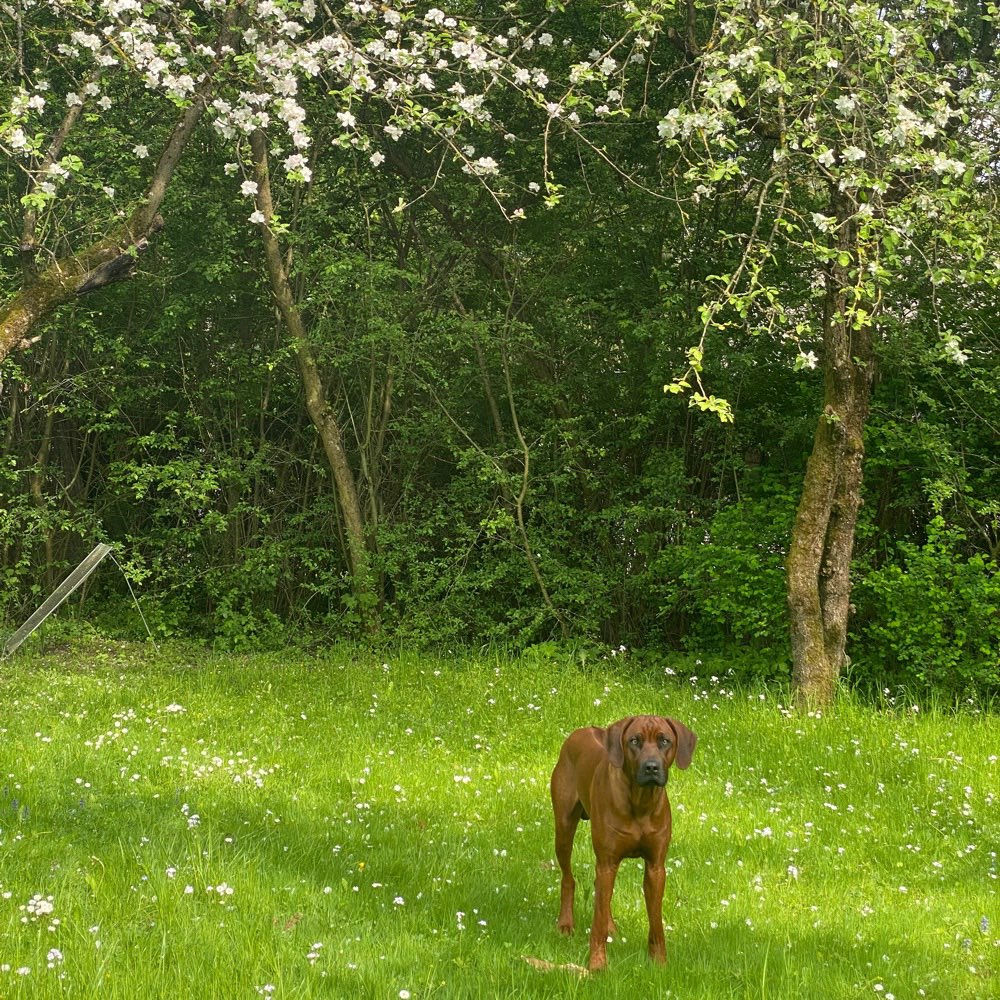 Hundetreffen-Spielen & Toben in Bayreuth-Profilbild