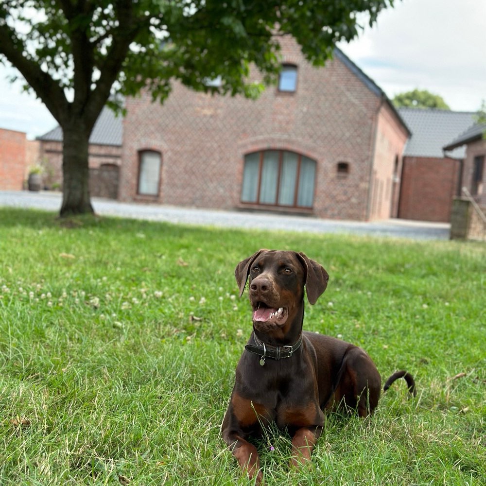 Hundetreffen-Gassitreffen und Spielrunde-Profilbild