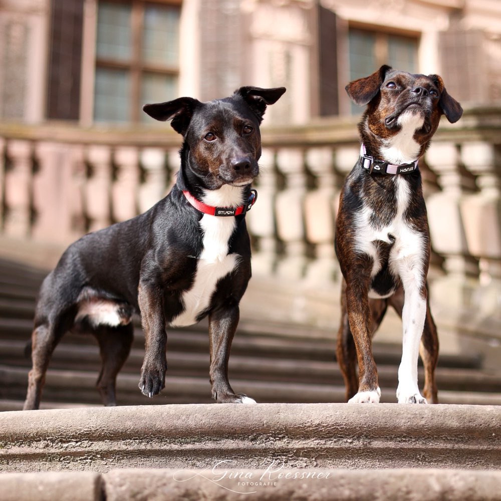 Hundetreffen-Gassirunde-Profilbild