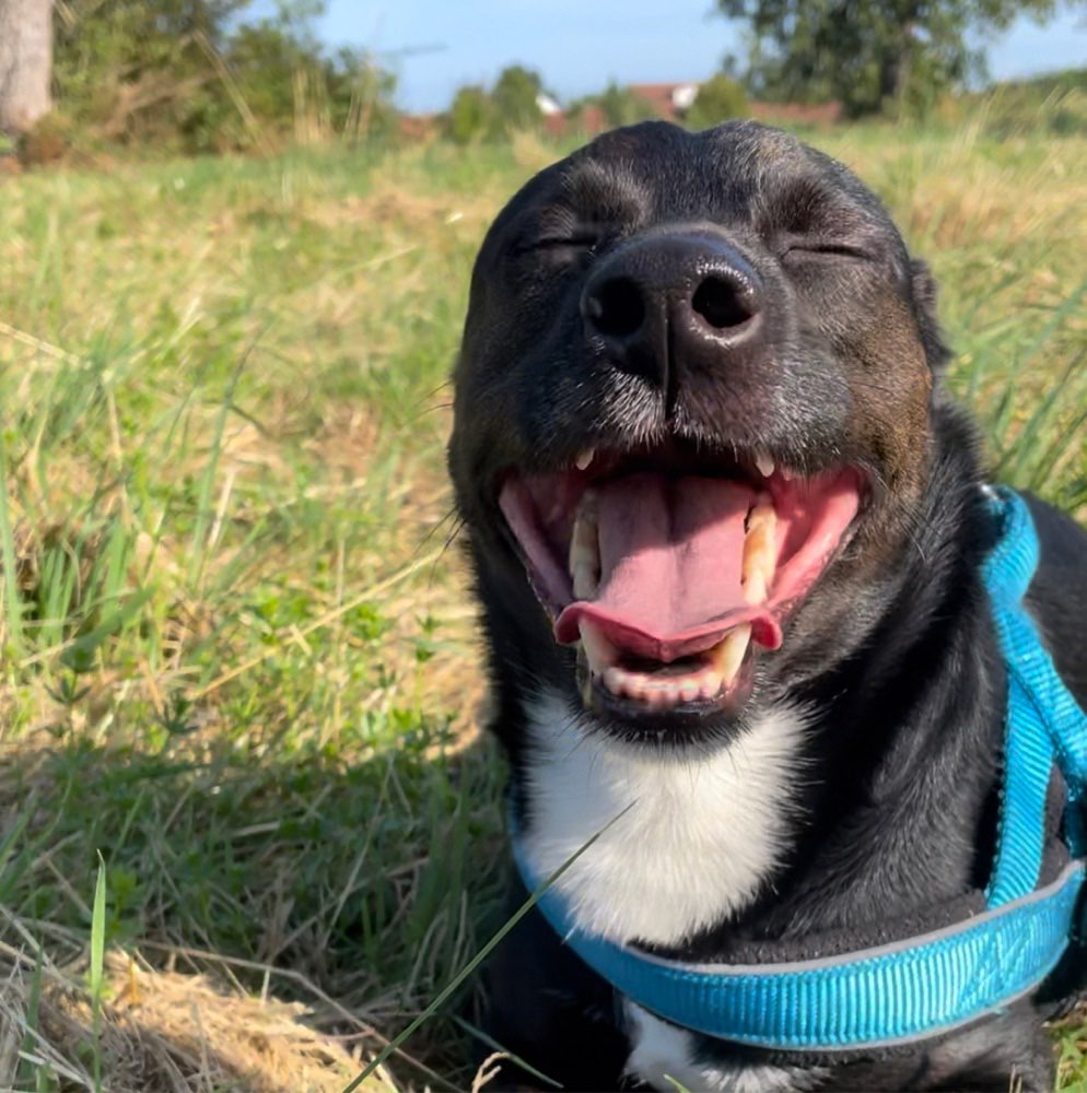 Hundetreffen-Gassirunde-Profilbild